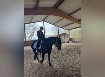Friesen Mix, Wallach, 7 Jahre, 155 cm, Rappe
