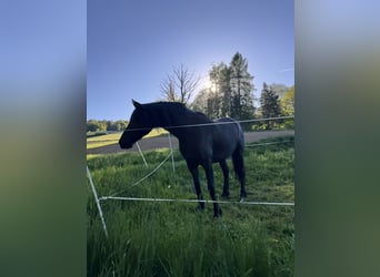Friesen Mix, Wallach, 7 Jahre, 155 cm, Rappe