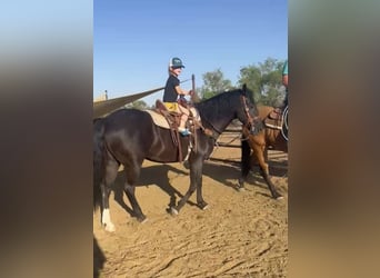 Friesen Mix, Wallach, 7 Jahre, 155 cm, Rappe