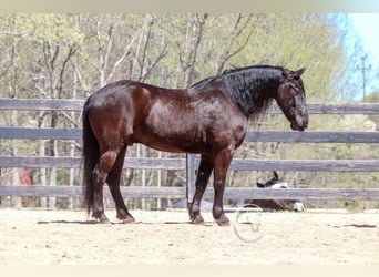 Friesen, Wallach, 7 Jahre, 155 cm, Rappe