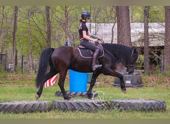 Friesen, Wallach, 7 Jahre, 155 cm, Rappe