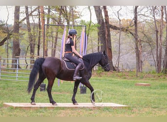 Friesen, Wallach, 7 Jahre, 155 cm, Rappe
