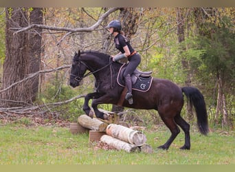 Friesen, Wallach, 7 Jahre, 155 cm, Rappe