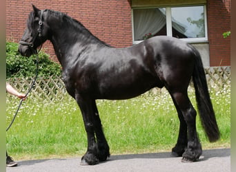 Friesen, Wallach, 7 Jahre, 156 cm, Rappe