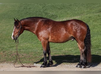 Friesen Mix, Wallach, 7 Jahre, 157 cm, Rotbrauner