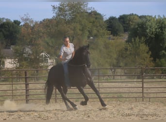 Friesen, Wallach, 7 Jahre, 160 cm, Rappe