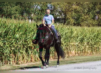 Friesen, Wallach, 7 Jahre, 160 cm, Rappe