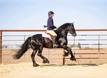 Friesen, Wallach, 7 Jahre, 160 cm, Rappe