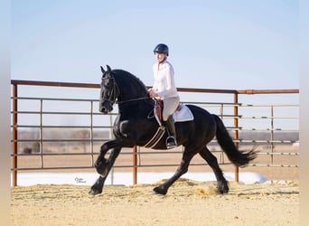 Friesen, Wallach, 7 Jahre, 160 cm, Rappe