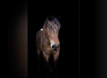 Friesen, Wallach, 7 Jahre, 163 cm, Buckskin