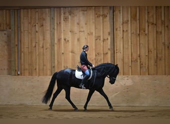 Friesen, Wallach, 7 Jahre, 163 cm, Rappe