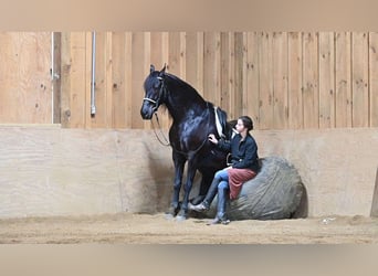 Friesen, Wallach, 7 Jahre, 163 cm, Rappe