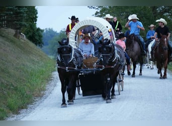 Friesen Mix, Wallach, 7 Jahre, 163 cm, Rappe