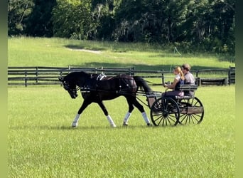 Friesen Mix, Wallach, 7 Jahre, 163 cm, Rappe