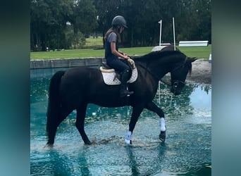 Friesen Mix, Wallach, 7 Jahre, 163 cm, Rappe