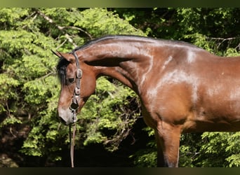 Friesen Mix, Wallach, 7 Jahre, 163 cm, Rotbrauner