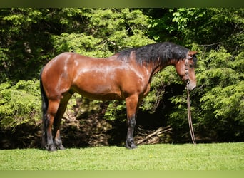 Friesen Mix, Wallach, 7 Jahre, 163 cm, Rotbrauner