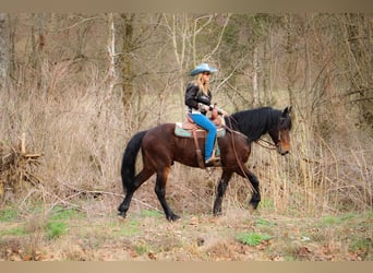 Friesen, Wallach, 7 Jahre, 163 cm, Rotbrauner