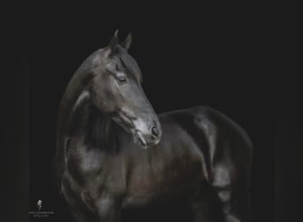 Friesen, Wallach, 7 Jahre, 165 cm, Brauner