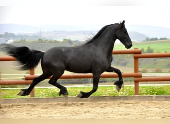 Friesen, Wallach, 7 Jahre, 165 cm, Rappe