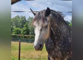 Friesen Mix, Wallach, 7 Jahre, 167 cm, Kann Schimmel werden