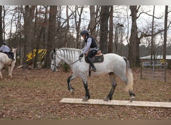 Friesen Mix, Wallach, 7 Jahre, 168 cm