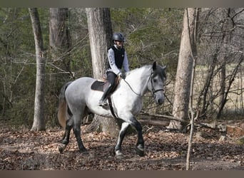 Friesen Mix, Wallach, 7 Jahre, 168 cm