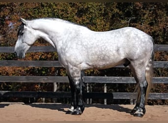 Friesen Mix, Wallach, 7 Jahre, 168 cm