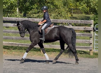 Friesen, Wallach, 7 Jahre, 168 cm, Rappe