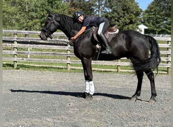 Friesen, Wallach, 7 Jahre, 168 cm, Rappe