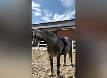 Friesen Mix, Wallach, 7 Jahre, 168 cm, Rappschimmel