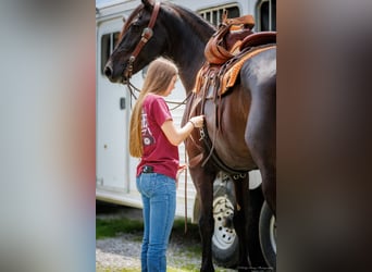 Friesen Mix, Wallach, 7 Jahre, 170 cm, Rappe