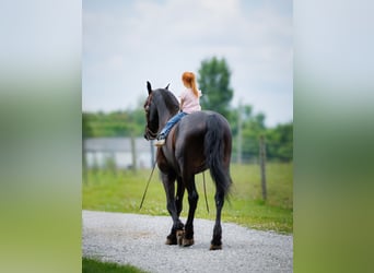 Friesen Mix, Wallach, 7 Jahre, 170 cm, Rappe