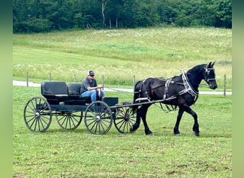 Friesen Mix, Wallach, 7 Jahre, 170 cm, Rappe