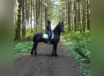 Friesen, Wallach, 7 Jahre, 173 cm, Rappe