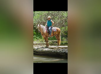 Friesen Mix, Wallach, 7 Jahre, Palomino