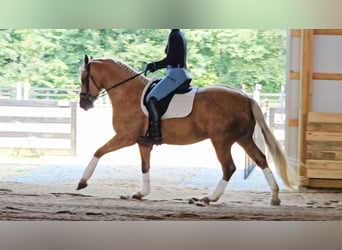 Friesen Mix, Wallach, 7 Jahre, Palomino