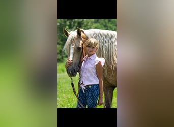 Friesen Mix, Wallach, 7 Jahre, Palomino