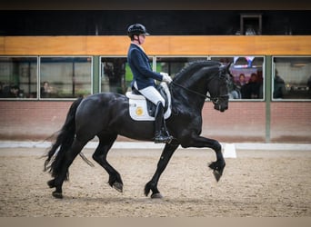 Friesen, Wallach, 7 Jahre, Rappe