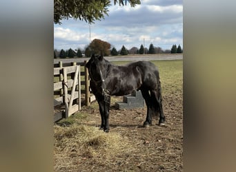 Friesen Mix, Wallach, 7 Jahre, Rappe