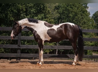Friesen Mix, Wallach, 7 Jahre, Schecke