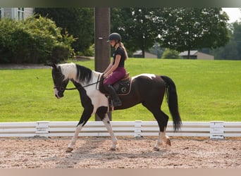 Friesen Mix, Wallach, 7 Jahre, Schecke