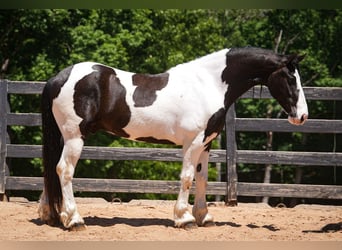 Friesen Mix, Wallach, 7 Jahre, Schecke