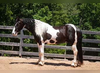 Friesen Mix, Wallach, 7 Jahre, Schecke