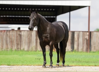 Friesen Mix, Wallach, 8 Jahre, 137 cm, Rappe