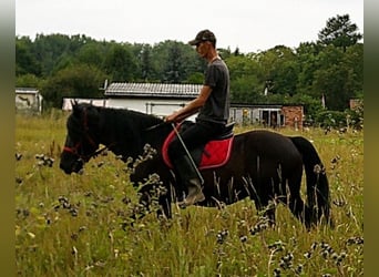 Friesen Mix, Wallach, 8 Jahre, 150 cm, Rappe