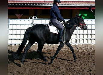 Friesen Mix, Wallach, 8 Jahre, 150 cm, Rappe