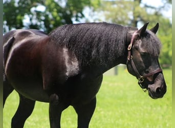 Friesen Mix, Wallach, 8 Jahre, 150 cm, Rappe