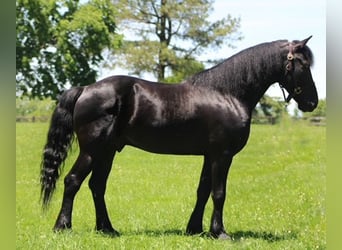Friesen Mix, Wallach, 8 Jahre, 150 cm, Rappe