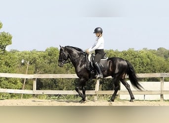 Friesen, Wallach, 8 Jahre, 152 cm, Rappe